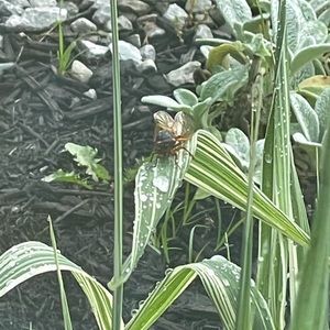 Meet your Posher, Joan